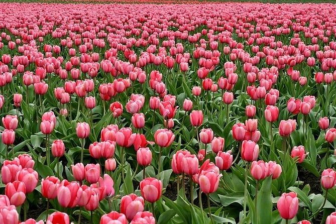 Enjoy the tulip fields by bicycle with a local guide! Tulip bike tour! - Starting in Lisse at Sint Agathakerk
