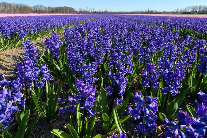 Enjoy the tulip fields by bicycle with a local guide! Tulip bike tour! - De Tulperij brings the flower business indoors