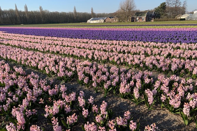 Enjoy the tulip fields by bicycle with a local guide! Tulip bike tour! - Cycling past Keukenhof Castle