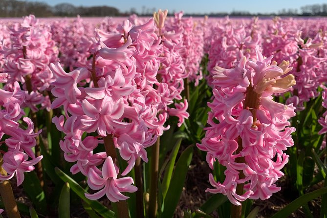 Enjoy the tulip fields by bicycle with a local guide! Tulip bike tour! - The flower fields are the main event