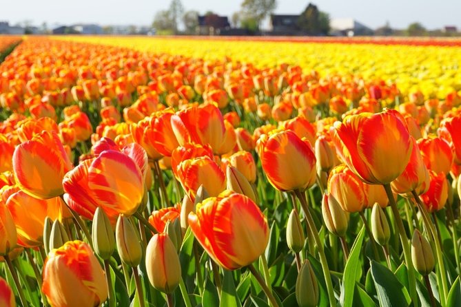 Enjoy the tulip fields by bicycle with a local guide! Tulip bike tour! - How this compares with visiting Keukenhof
