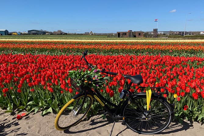 Enjoy the tulip fields by bicycle with a local guide! Tulip bike tour! - A quick look at Lisse’s town center