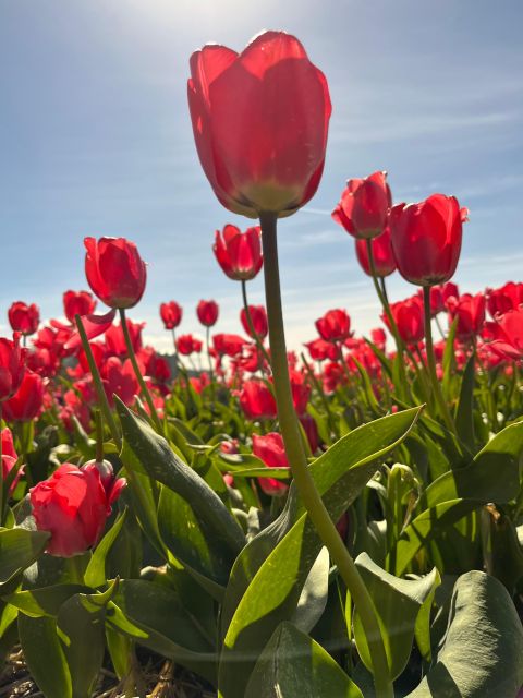 Enjoy the tulip fields by bike with a guide (small group)! - Cycling beside Keukenhof’s seven million bulbs