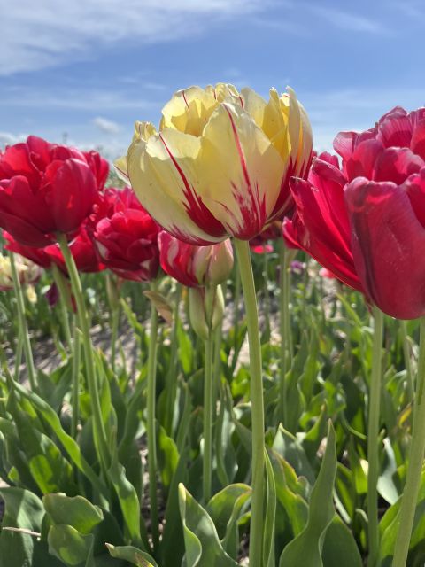 Enjoy the tulip fields in a Landrover with a local guide! - At a glance