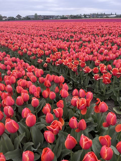 Enjoy the tulip fields in a Landrover with a local guide! - The first hour: Lisse, church stories, and flower country