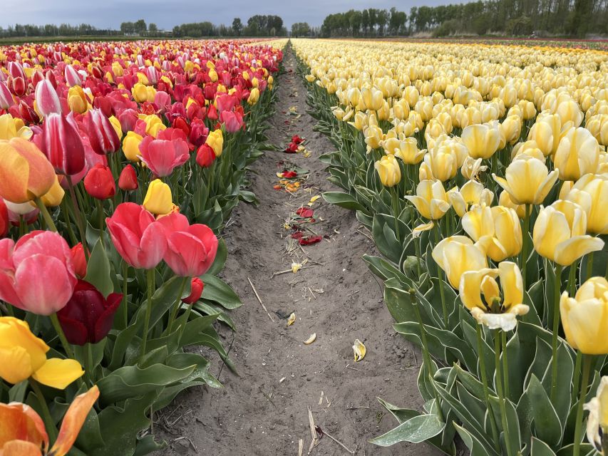 Enjoy the tulip fields in a Landrover with a local guide! - Keukenhof Castle and the final hour