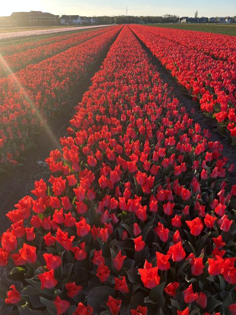Enjoy the tulip fields in a Landrover with a local guide! - Is $100 per person a fair price?