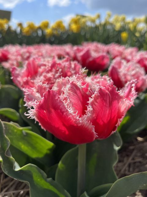 Enjoy the tulip fields in a Landrover with a local guide! - Meeting your guide in Lisse