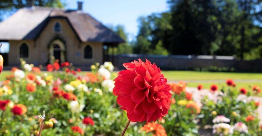 From Amsterdam: Holland Flower and Windmill Tour - summer ed - From Amsterdam to the summer flower region
