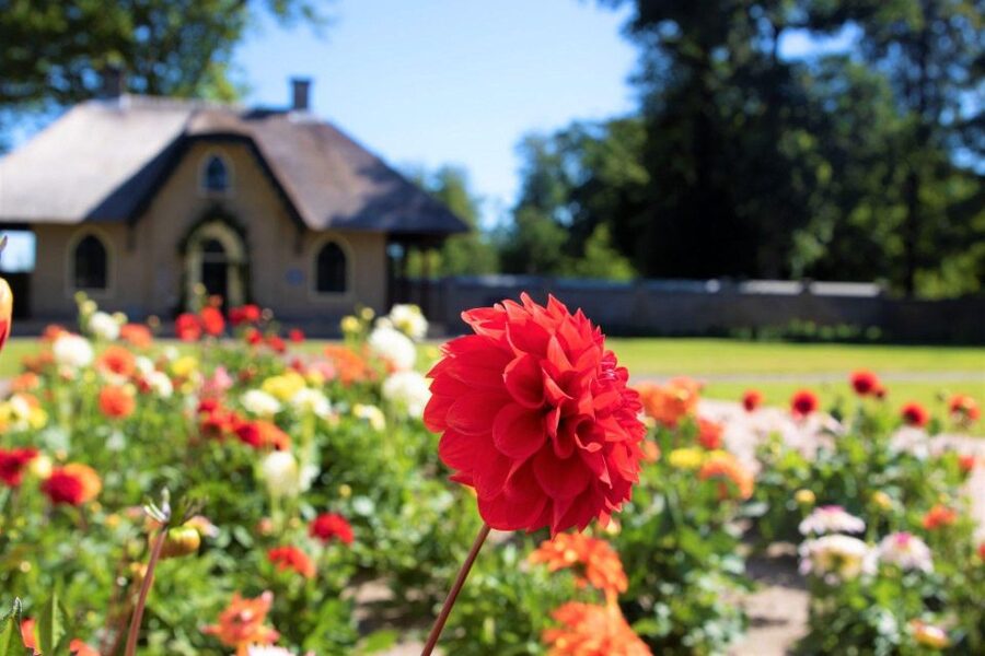 From Amsterdam: Holland Flower and Windmill Tour - summer ed - Walking through the CNB summer flower garden