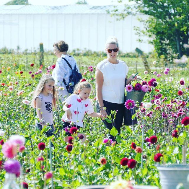 From Amsterdam: Holland Flower and Windmill Tour - summer ed - Meeting Daan and Anja at De Tulperij