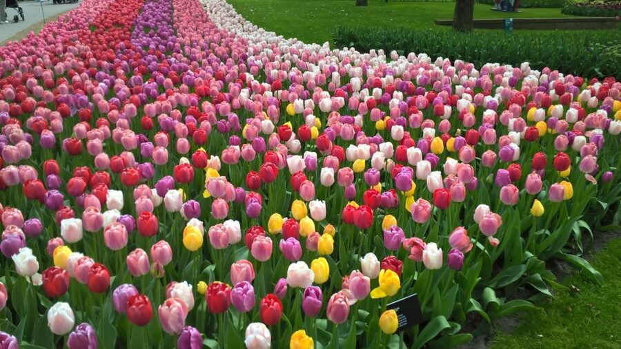 From Amsterdam: Keukenhof and Zaanse Schans Small Group Tour - Key points to know before you book