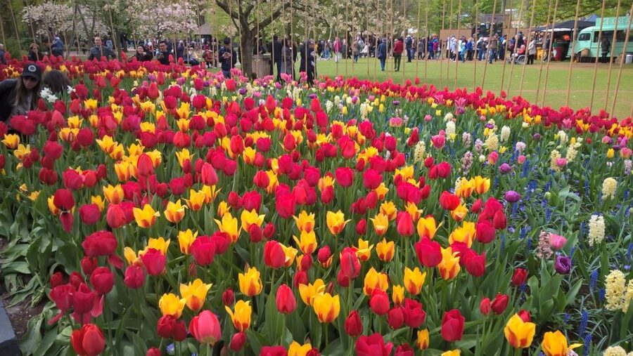 From Amsterdam: Keukenhof and Zaanse Schans Small Group Tour - My call: book it for a classic Dutch day