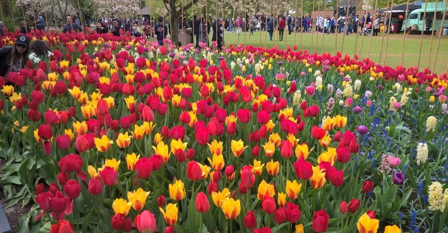From Amsterdam: Keukenhof and Zaanse Schans Small Group Tour - Meeting near Amsterdam Centraal Station