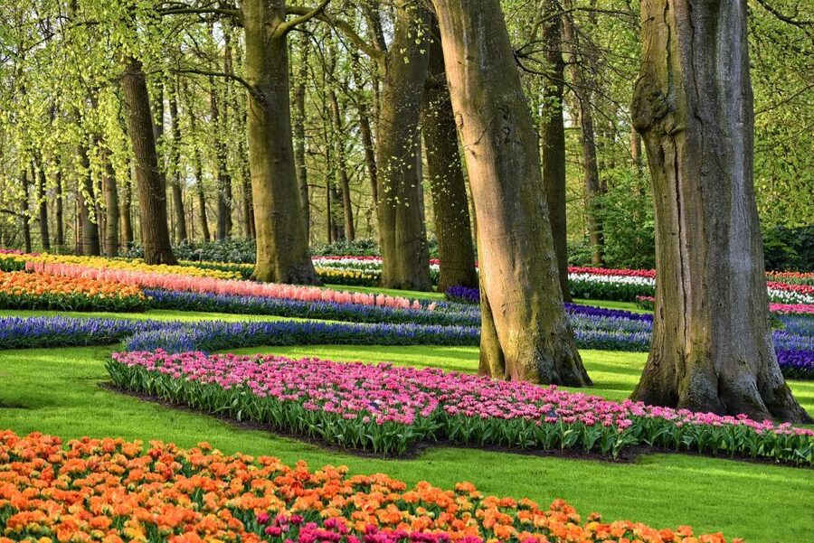 From Amsterdam: Keukenhof Gardens and Giethoorn Tour - Why this private tulip day is appealing