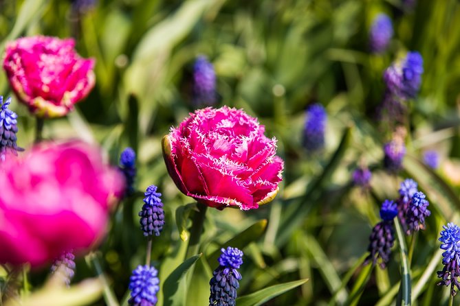 From Amsterdam: Keukenhof Gardens Ticket and Transfer - Three hours among tulips and spring flowers