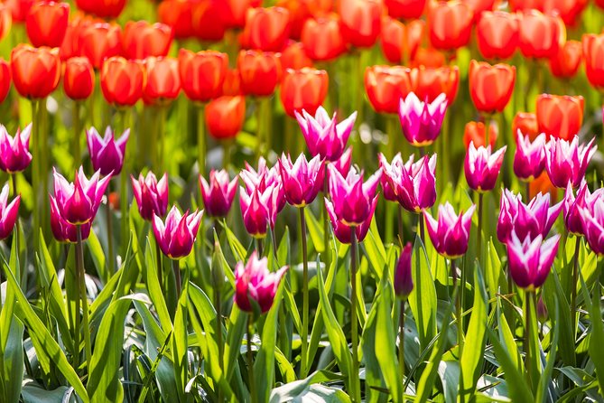From Amsterdam: Keukenhof Gardens Ticket and Transfer - The bus ride to Lisse