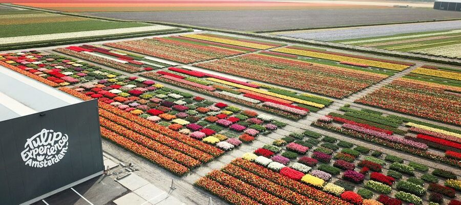 From Amsterdam: Keukenhof Gardens & Tulip Experience Tour - My verdict: book it for variety and convenience