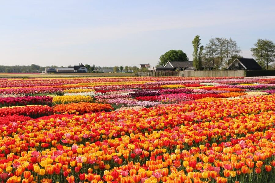 From Amsterdam: Keukenhof Gardens & Tulip Experience Tour - Flower fields around Lisse and the limits of the season