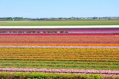 Keukenhof Gardens & Tulip Experience Tour