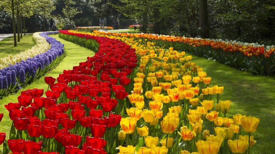 From Amsterdam: Keukenhof Gardens & Tulip Experience Tour - Keukenhof Gardens: huge, polished, and crowded