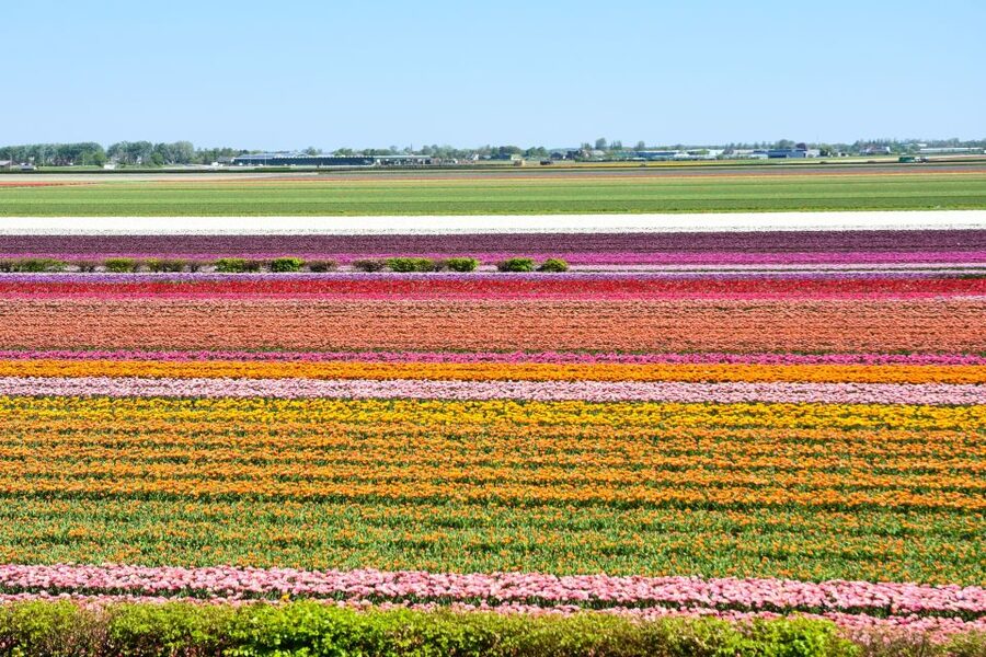 From Amsterdam: Keukenhof Gardens & Tulip Experience Tour - The Tulip Experience: a personal start to the day