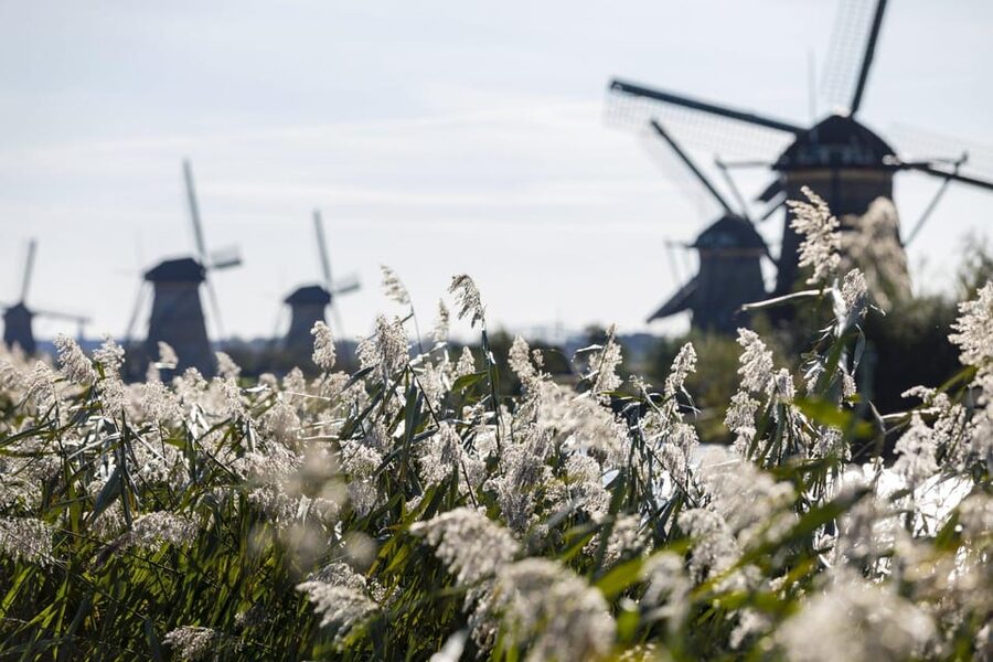 From Amsterdam: Kinderdijk, Delft & Mauritshuis Private Tour - Why this route works so well in one day