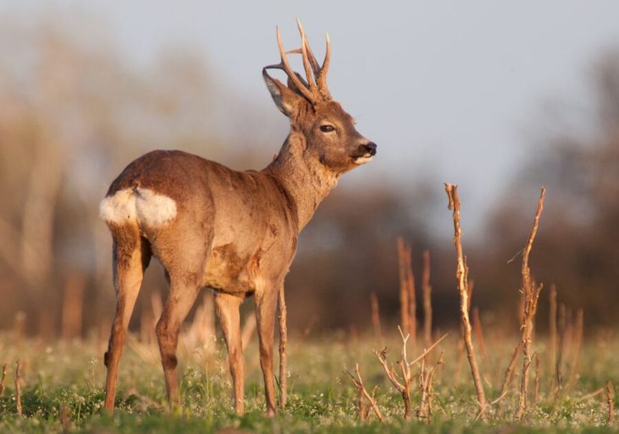 From Amsterdam: Small Group Tour NP Hoge Veluwe (Van Gogh) - Four hours among heath, forest, and wildlife