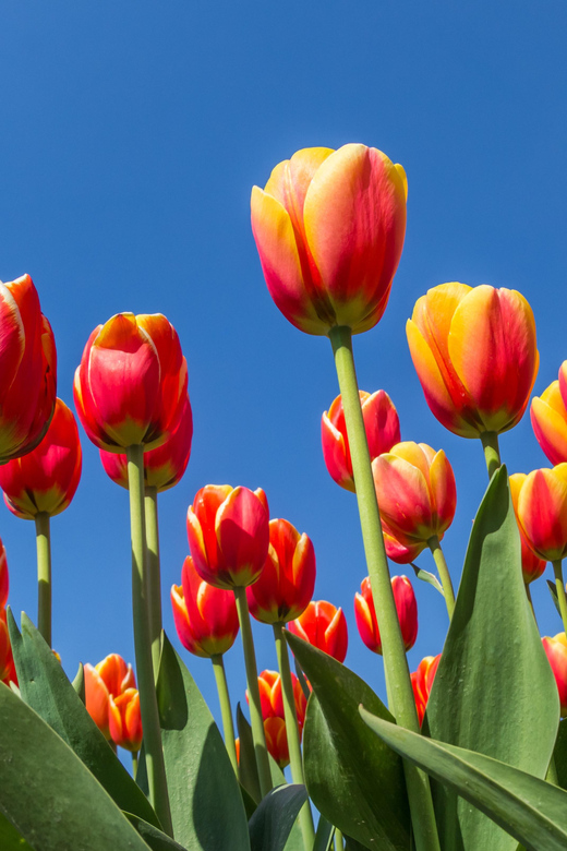 From Amsterdam: take the famous Tulip route tour - Key points to know before booking