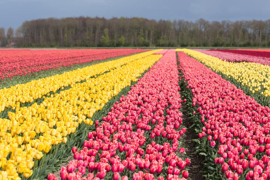 From Amsterdam: take the famous Tulip route tour - Why the Noordoostpolder is the main attraction