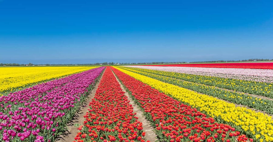 From Amsterdam: take the famous Tulip route tour - Three hours on the 100-kilometer Tulip Route