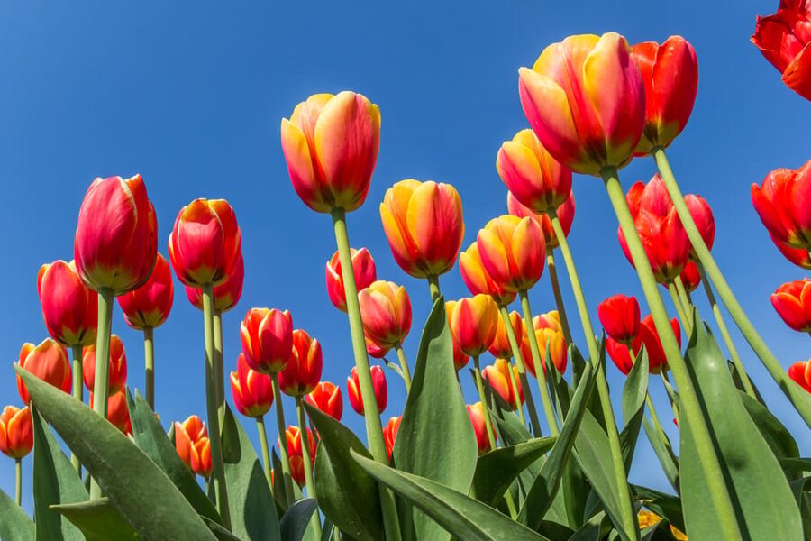 From Amsterdam: take the famous Tulip route tour - Tulip Route versus Keukenhof