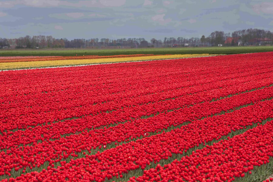 From Amsterdam: take the famous Tulip route tour - Who will enjoy this day most?