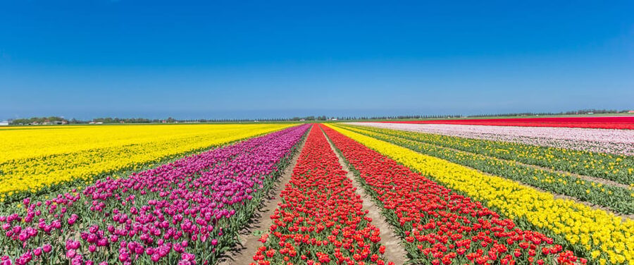 From Amsterdam: take the famous Tulip route tour - The morning transfer from Amsterdam