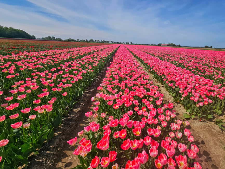 From Amsterdam: Tulip Tour Keukenhof & City Tour Delft - Key points to know before booking