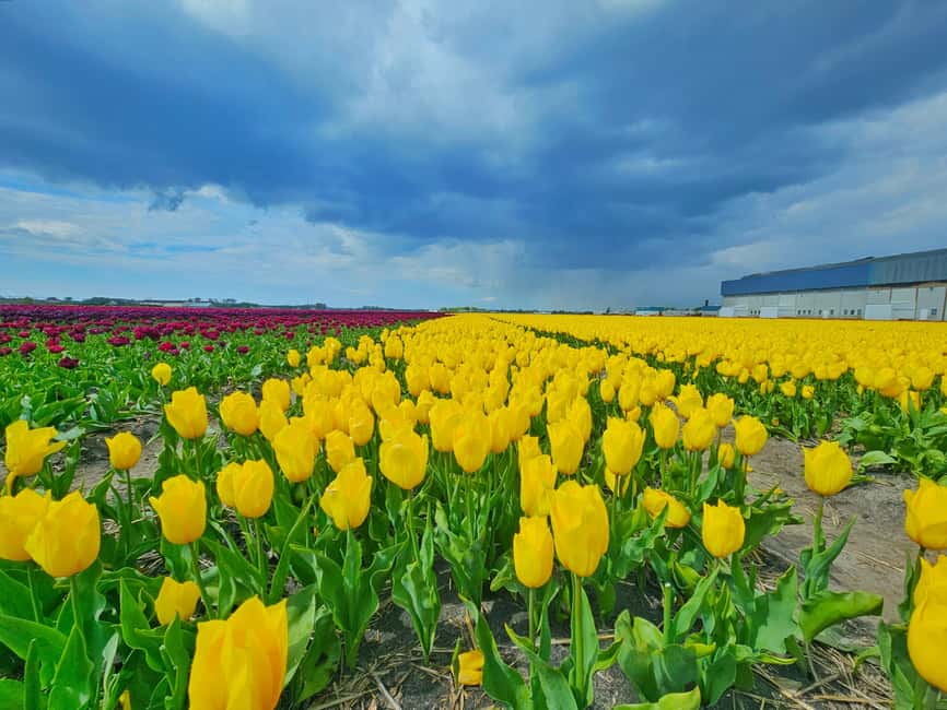 From Amsterdam: Tulip Tour Keukenhof & City Tour Delft - Walking, mobility, children, and what to bring