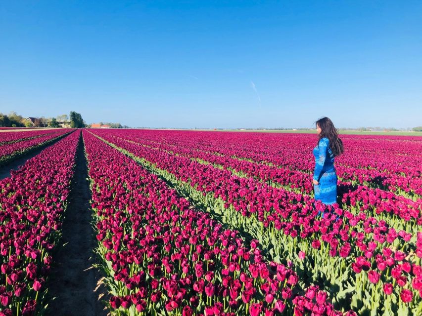 From Amsterdam: Tulip Tour Keukenhof & City Tour Delft - Why this Amsterdam day trip works