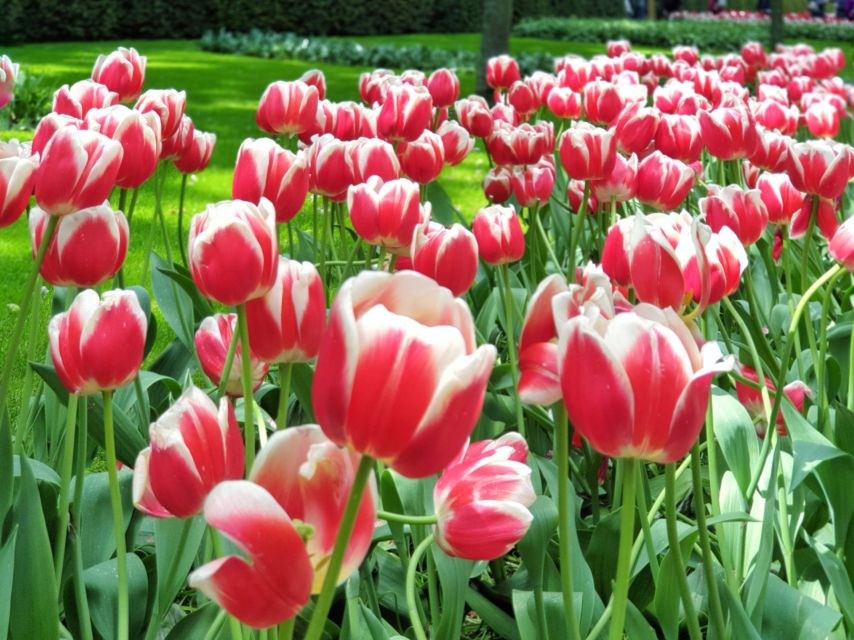 From Amsterdam: Tulip Tour Keukenhof & City Tour Delft - Keukenhof before noon: the right place for the morning