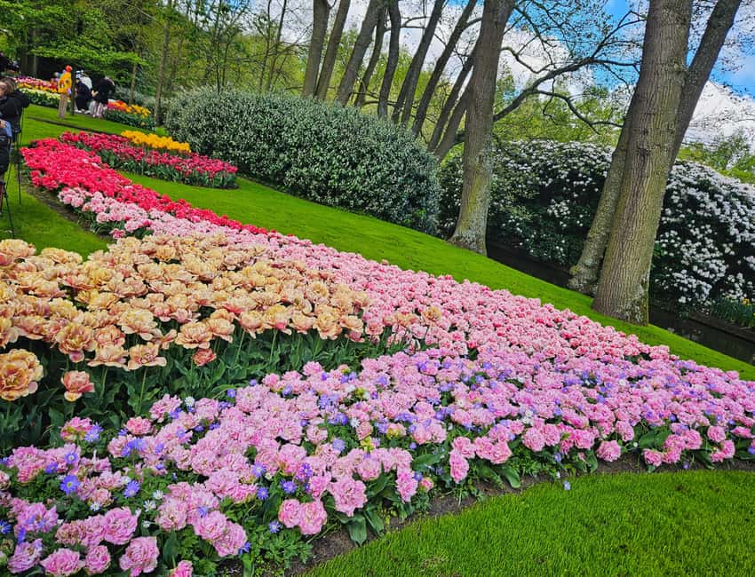 From Amsterdam: Tulip Tour Keukenhof & City Tour Delft - Walking Delft’s canals and medieval center