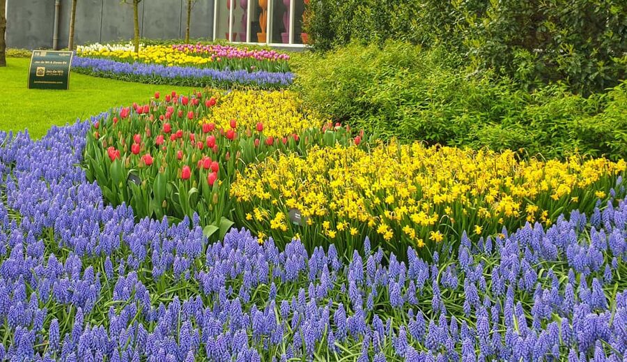 From Amsterdam: Tulip Tour Keukenhof & City Tour Delft - The Amsterdam departure and the ride south