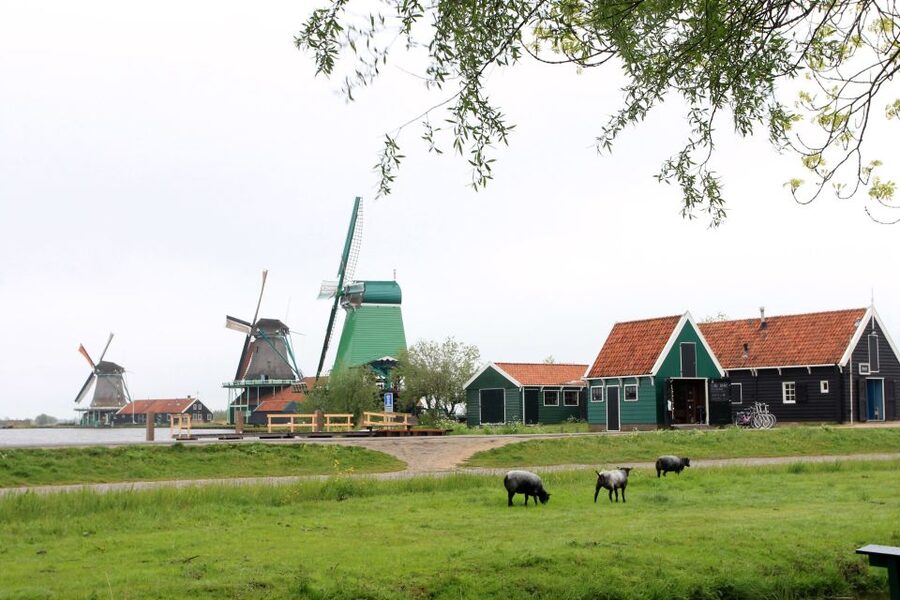 From Amsterdam: Windmills of Zaanse Schans Tour - Who should book this outing?