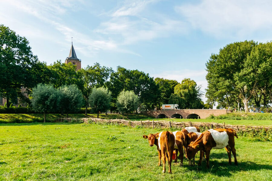 From Amsterdam: Zaanse Schans, Edam, & Marken Full-Day Trip - Marken: wooden houses and a quieter finish