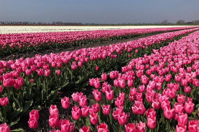 Full day tour to Texel - Friesian Islands - from Amsterdam - Why Texel is worth a full day from Amsterdam