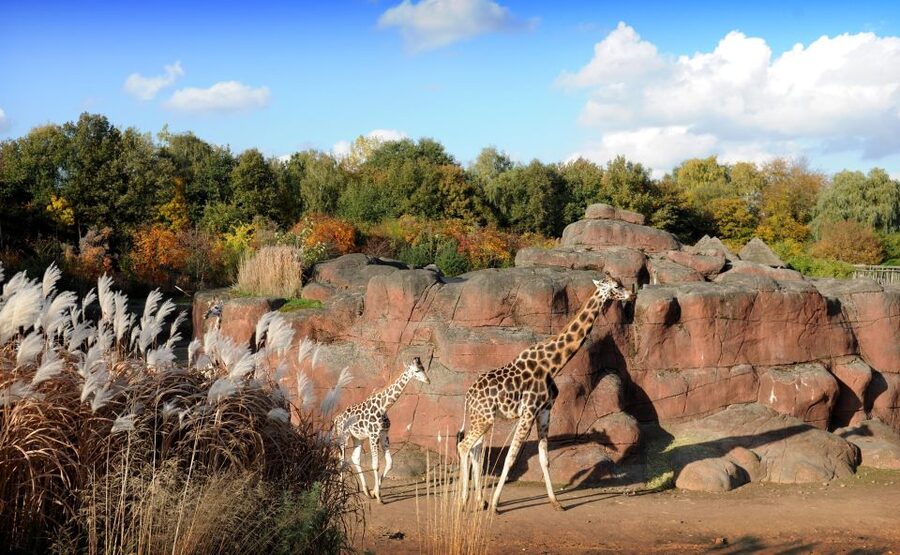 GaiaZOO Entry Ticket - Why GaiaZOO Feels More Like a Nature Park