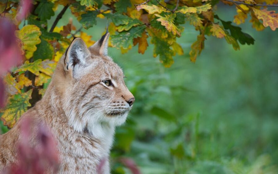 GaiaZOO Entry Ticket - The Limburg Area Brings the Focus Home