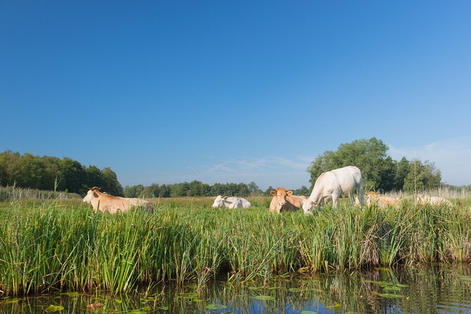 Giethoorn: Highlights Canal Cruise and Sightseeing Village - Gloria Maris and the world of shells