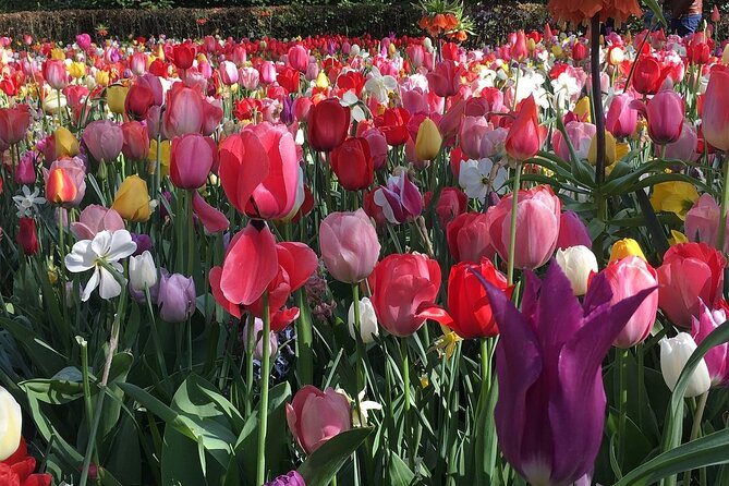 Half Day Keukenhof Tulip Paradise Trip from Amsterdam - Key points at a glance