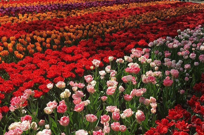 Half Day Keukenhof Tulip Paradise Trip from Amsterdam - Entering Keukenhof with tickets already arranged