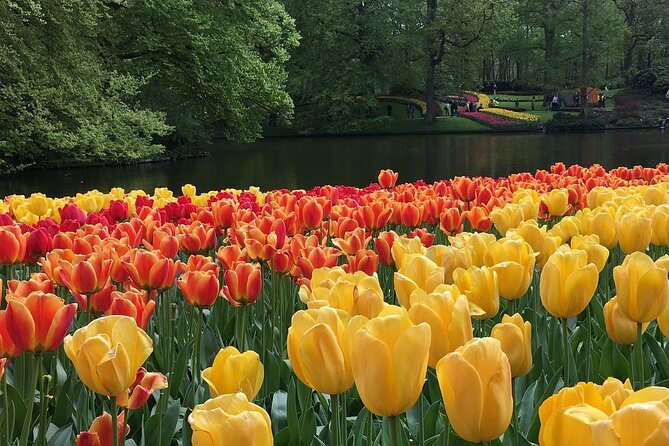 Half Day Keukenhof Tulip Paradise Trip from Amsterdam - The driver and the small-group feel