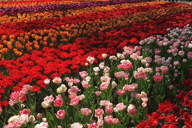 Half Day Keukenhof Tulip Paradise Trip from Amsterdam - Is $277.05 a fair price?